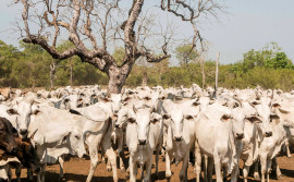 Adapec prorroga campanha de declaração de informações pecuárias na Ilha do Bananal até 10 de outubro