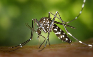 SES-TO realiza Webinário sobre Atualização em Diagnóstico e Manejo Clínico de Dengue e Chikungunya 
