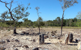 Naturatins celebra 25 anos de história e conservação do Monumento Natural das Árvores Fossilizadas