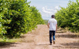 Adapec realiza monitoramento semestral para controle de pragas na fruticultura