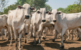 Com 89,5% dos animais declarados, Governo do Tocantins divulga resultado da campanha pecuária na Ilha do Bananal