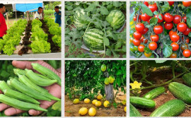 Em Palmas, Governo do Tocantins promove Workshop HortifruTO para fortalecer a produção de frutas e hortaliças