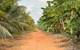 Governo do Tocantins fortalece a posição do estado como referência nacional em agricultura irrigada