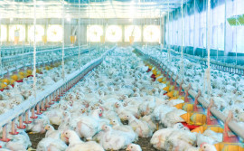 Adapec reforça orientações a produtores após prorrogação do estado de emergência zoossanitária para gripe aviária por mais 180 dias