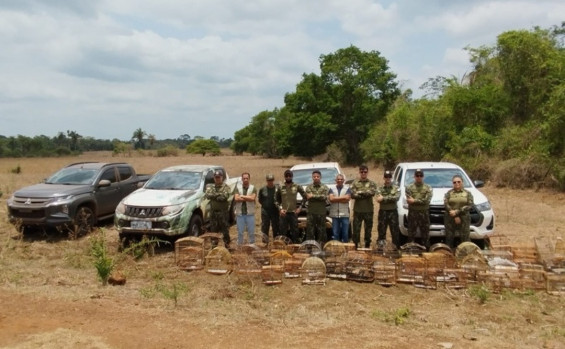 Naturatins realiza Operação Pássaro Livre e combate criação ilegal de aves na região do Bico do Papagaio