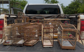 Naturatins realiza Operação Pássaro Livre e combate criação ilegal de aves na região do Bico do Papagaio