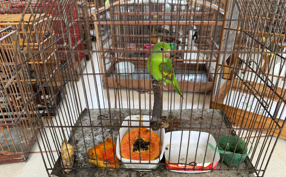 Naturatins realiza Operação Pássaro Livre e combate criação ilegal de aves na região do Bico do Papagaio