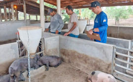 Adapec realiza vigilância ativa em suinoculturas nos municípios de Axixá e Araguatins