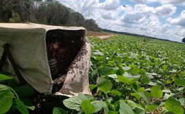 Governo do Tocantins promove seminários para impulsionar apicultura, meliponicultura e polinização agrícola no estado