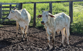 Governo do Tocantins orienta produtores para início da estação de monta e reforça ações do programa Mais Genética Tocantins