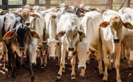 Governo do Tocantins inicia 2ª etapa da Campanha de Declaração de Informações Pecuárias