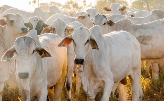 Tocantins é o segundo estado do país que mais deve crescer no setor agropecuário em 2025 