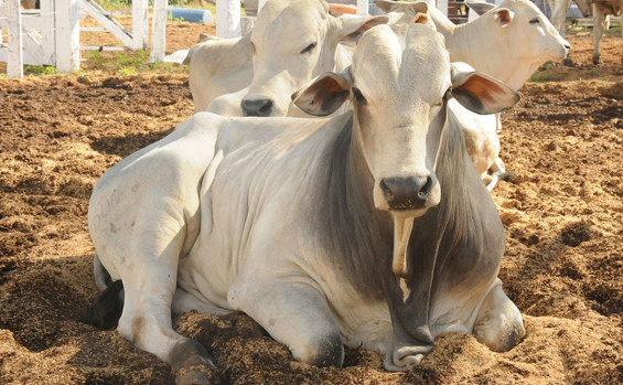 Governo do Tocantins transforma ideias de servidores em ações que promovem sustentabilidade e conservação ambiental 
