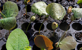 Governo do Tocantins transforma ideias de servidores em ações que promovem sustentabilidade e conservação ambiental
