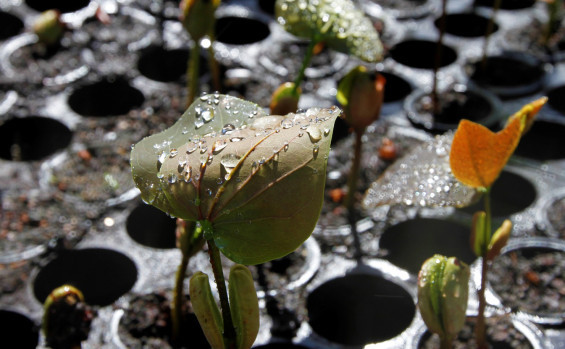 Governo do Tocantins transforma ideias de servidores em ações que promovem sustentabilidade e conservação ambiental 