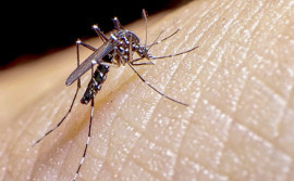 Governo do Tocantins convida a população para participar do Dia D contra a dengue