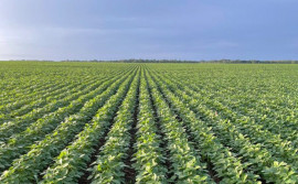 Tocantins inicia safra 2025/26 com boas perspectivas e avanços tecnológicos no campo