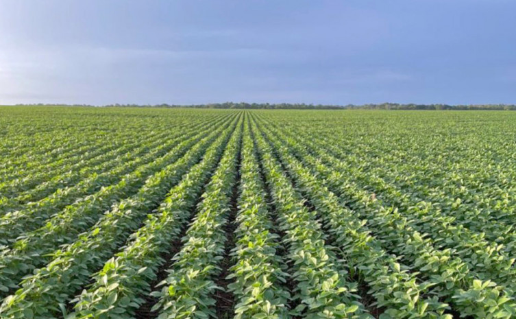 Foto: Acervo da Agrojem