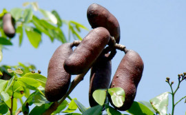 Em Mateiros, Governo do Tocantins promove o 1º Festival do Jatobá