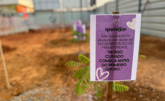 SES-TO planta Jacarandás Roxos em celebração ao Dia Mundial da Prematuridade
