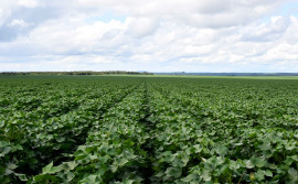 Com fim do vazio sanitário, plantio de algodão no Tocantins está autorizado a partir desta sexta-feira, 21

