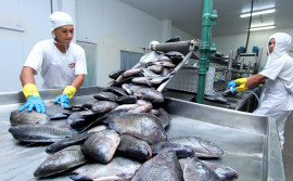 Tocantins registra a segunda menor taxa de desemprego da Região Norte