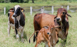 Governo do Tocantins alerta produtores sobre o prazo final da declaração obrigatória de rebanhos que termina dia 30 de novembro