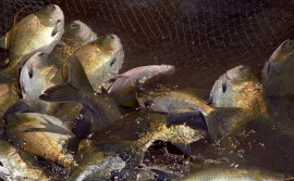 Governo do Tocantins realiza 1ª edição do Aqua Summit BR, em Palmas