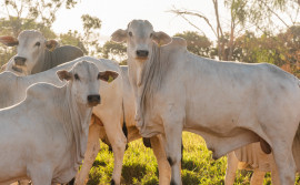 Governo do Tocantins alcança índice de 95,96% de animais declarados na Campanha de Informações Pecuárias