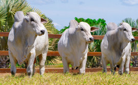 Em Miranorte, Governo do Tocantins e parceiros realizam a 3ª edição do Meat Day neste sábado, 6