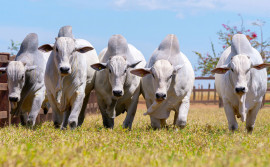 Governo do Tocantins destaca avanços na produção de carne bovina com padrão de qualidade durante o Meat Day