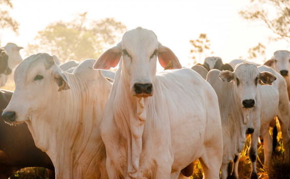 Adapec celebra 27 anos de fortalecimento ao agronegócio tocantinense