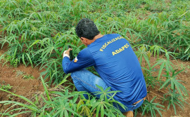 Adapec intensifica prevenção à praga vassoura-de-bruxa na mandioca durante período chuvoso no Tocantins