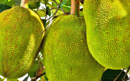 Em Divinópolis, Governo do Tocantins promove oficina de beneficiamento da carne de jaca