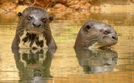 Naturatins registra 31 ariranhas durante campanha de monitoramento no Parque Estadual do Cantão