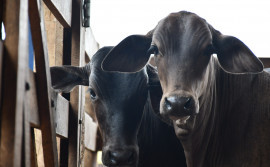 Segunda etapa da campanha de vacinação contra brucelose encerra no dia 31 de dezembro