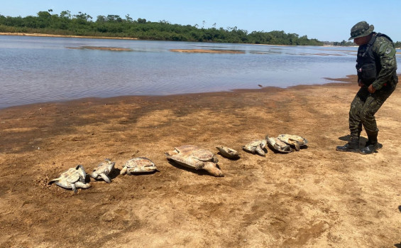 Com atuação da Polícia Militar, Tocantins encerra 2025 com queda histórica na criminalidade e recorde em apreensão de drogas