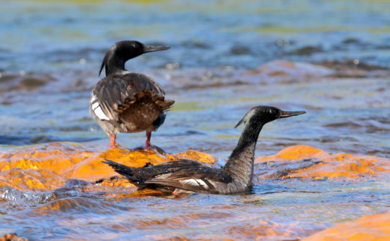 Naturatins destaca preservação ambiental e cultural nos 25 anos do Parque Estadual do Jalapão 