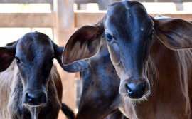 Tocantins supera meta e vacina mais de 350 mil bezerras contra a brucelose


