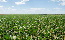 Governo do Tocantins alerta produtores de soja sobre prazo para cadastro de áreas cultivadas