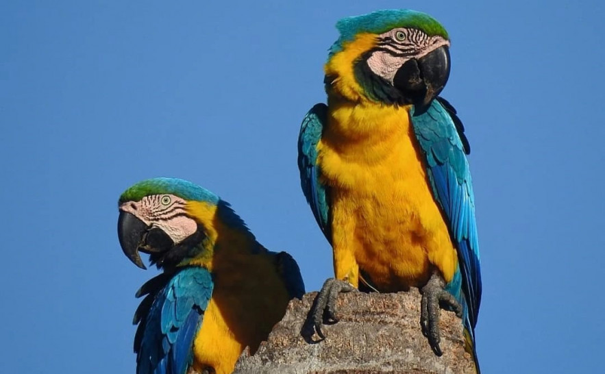 A arara-canindé (Ara ararauna) é um símbolo icônico da fauna brasileira, muito presente no Cerrado tocantinense, mas ameaçada pelo tráfico e perda de habitat / Foto: Gabriel Simões