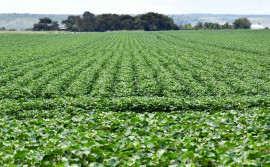 Adapec orienta produtores sobre o prazo da janela de plantio do algodão segunda safra, que segue aberta até 15 de março