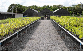 Governo do Tocantins distribui cerca de 17 mil mudas do Cerrado para recuperar  Áreas de Preservação Permanentes nas bacias hidrográficas