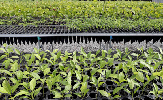 Governo do Tocantins distribui cerca de 17 mil mudas do Cerrado para recuperar Áreas de Preservação Permanentes nas bacias hidrográficas