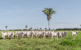 Adapec normatiza transferência de animais em uma mesma propriedade