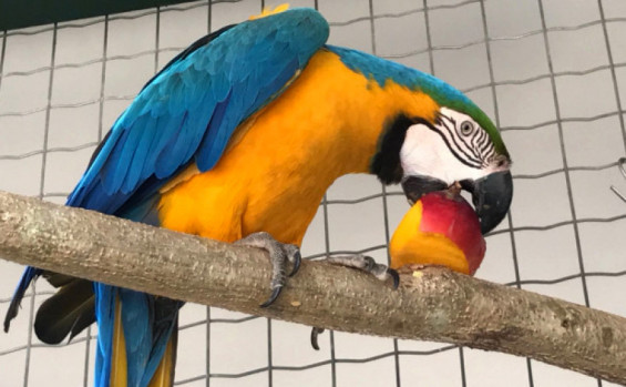 Naturatins registra aumento de cerca de 40% nos atendimentos a animais silvestres no Centro de Fauna do Tocantins em 2025