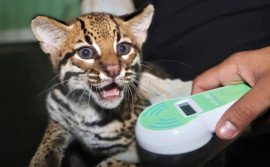 Naturatins registra aumento de cerca de 40% nos atendimentos a animais silvestres no Centro de Fauna do Tocantins em 2025