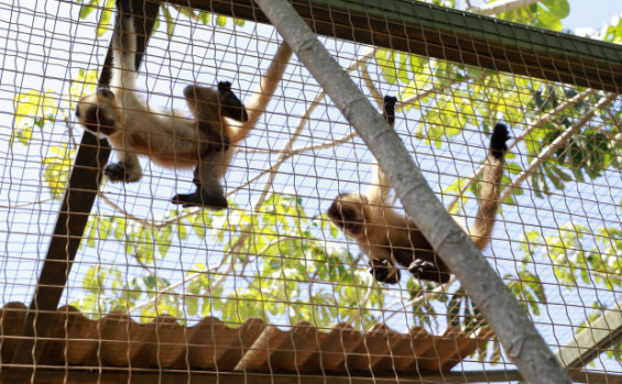 Naturatins registra aumento de cerca de 40% nos atendimentos a animais silvestres no Centro de Fauna do Tocantins em 2025