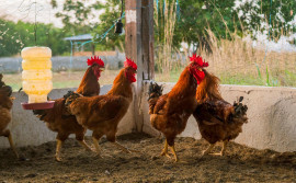 Cuidados na criação de aves de subsistência evitam doenças e prejuízos

