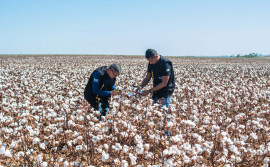 Governo do Tocantins estabelece novas regras fitossanitárias para o cultivo de algodão no estado